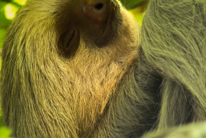 Costa Rica: Manuel Antonio National Park Grupp guidad tur