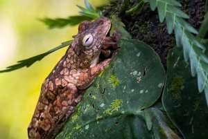 Costa Rica: Manuel Antonio National Park Grupp guidad tur