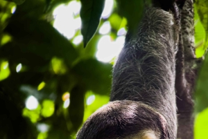 Costa Rica: Manuel Antonio National Park Grupp guidad tur