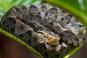Costa Rica: Manuel Antonio National Park Grupp guidad tur