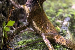 Costa Rica: Manuel Antonio National Park Grupp guidad tur