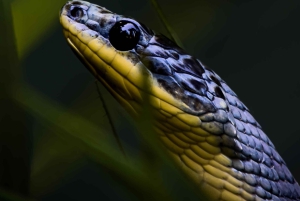 Costa Rica: Manuel Antonio National Park Grupp guidad tur