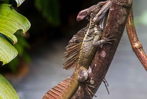 Costa Rica: Manuel Antonio National Park Grupp guidad tur