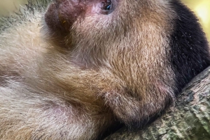 Costa Rica: Manuel Antonio National Park Grupp guidad tur