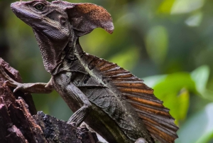 Costa Rica: Manuel Antonio National Park Grupp guidad tur