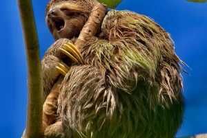コスタリカマヌエル・アントニオ国立公園ガイドツアー
