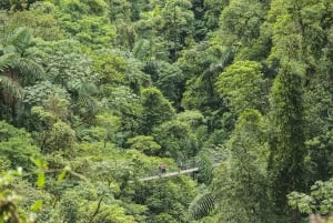 Costa Rica: Mistico Hanging Bridges Guided Tour