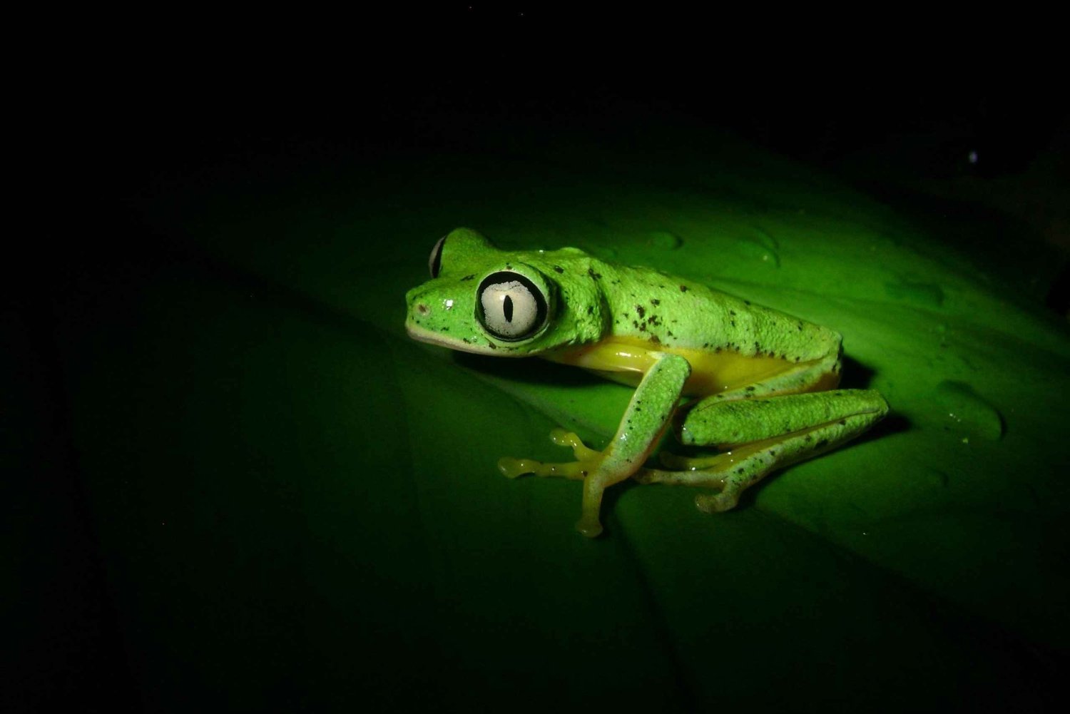 Costa Rica : expérience de promenade nocturne au Natura Park