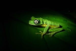 Costa Rica : expérience de promenade nocturne au Natura Park
