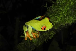 Costa Rica : expérience de promenade nocturne au Natura Park
