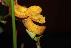 Costa Rica : expérience de promenade nocturne au Natura Park