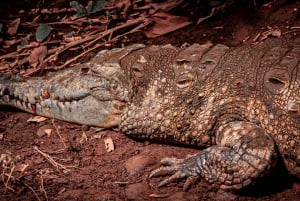 Costa Rica : expérience de promenade nocturne au Natura Park
