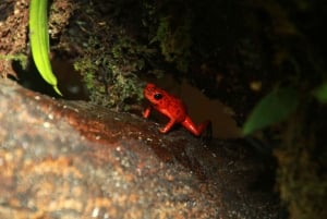 Costa Rica : expérience de promenade nocturne au Natura Park
