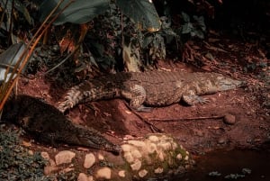 Costa Rica : expérience de promenade nocturne au Natura Park