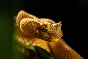 Costa Rica : expérience de promenade nocturne au Natura Park