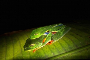 Costa Rica: Night Walk in Juan Castro Blanco National Park