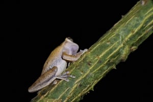 Costa Rica: Night Walk in Juan Castro Blanco National Park