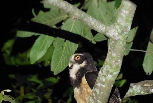 Costa Rica: Night Walk in Juan Castro Blanco National Park