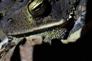 Costa Rica: Night Walk in Juan Castro Blanco National Park