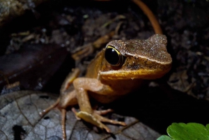 Costa Rica: Night Walk in Juan Castro Blanco National Park