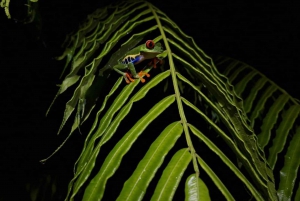 Costa Rica: Night Walk in Juan Castro Blanco National Park