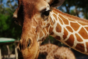 Costa Rica: Ponderosa Adventure Park Premium Teekisia