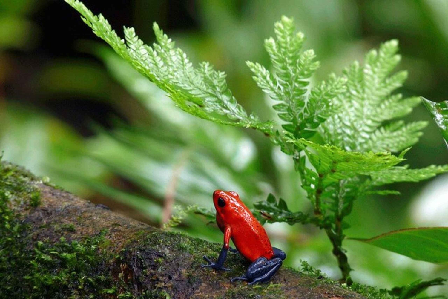 Costa Rica: Privat 1-times dovendyrtur i regnskoven