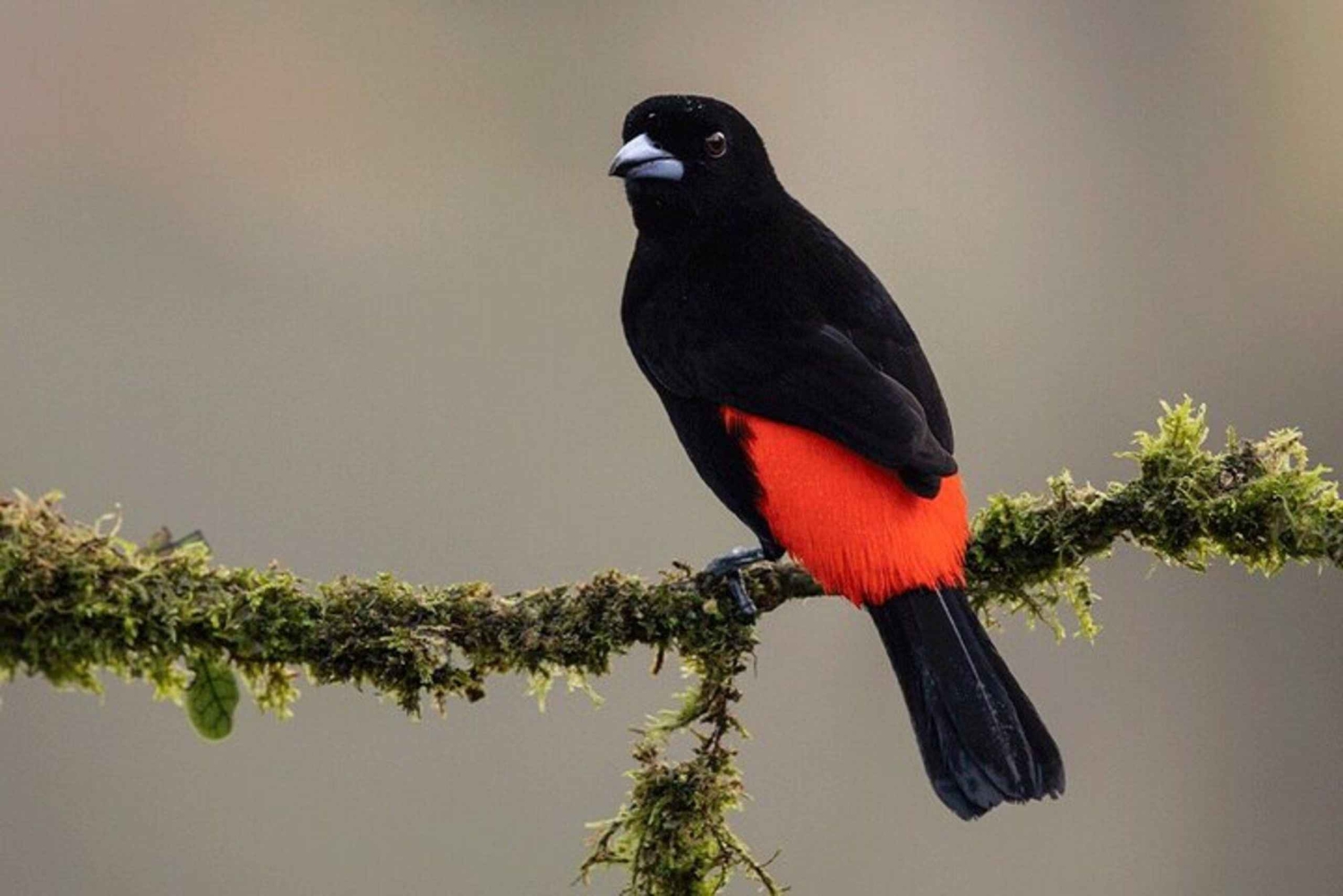 Costa Rica: Privat 1-times dovendyrtur i regnskoven