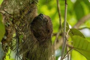 Costa Rica: Private 1-Hour Sloth Tour in Rainforest