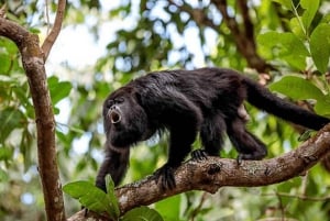 Costa Rica: Private 1-Hour Sloth Tour in Rainforest