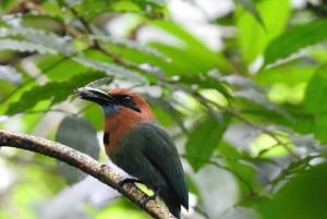 Costa Rica: Private 1-Hour Sloth Tour in Rainforest