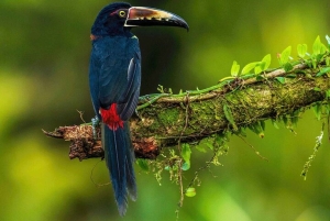 Costa Rica: Privat 1-times dovendyrtur i regnskoven