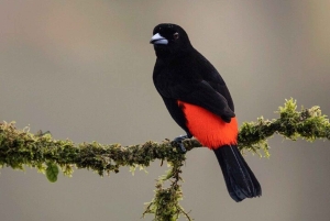 Costa Rica: Privat 1-times dovendyrtur i regnskoven