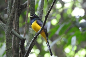 Costa Rica: Privat 1-times dovendyrtur i regnskoven