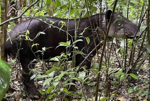 Costa Rica: Privat 1-times dovendyrtur i regnskoven