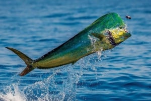 Costa Rica: Sport Fishing Half Day Private Guided Experience