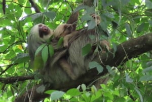 Costa Rica: dovendyr-tur og kaffe, sjokolade og sukkerrør