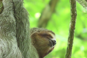 Costa Rica: dovendyr-tur og kaffe, sjokolade og sukkerrør