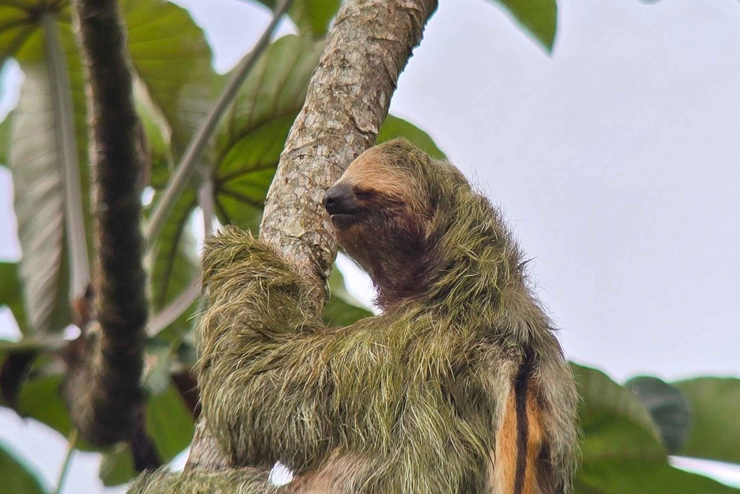 Costa Rica : Visite des paresseux au parc national Juan Castro Blanco