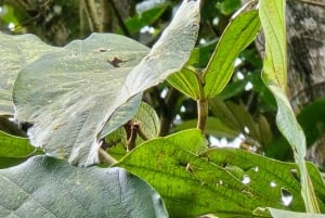 Costa Rica : Visite des paresseux au parc national Juan Castro Blanco