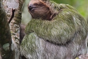 Costa Rica : Visite des paresseux au parc national Juan Castro Blanco
