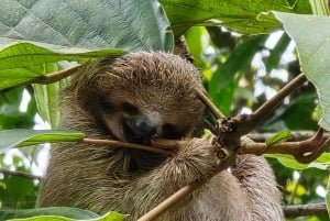 Costa Rica : Visite des paresseux au parc national Juan Castro Blanco