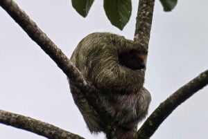 Costa Rica : Visite des paresseux au parc national Juan Castro Blanco