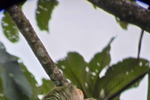Costa Rica : Visite des paresseux au parc national Juan Castro Blanco