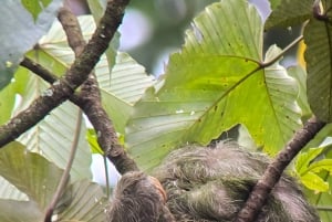 Costa Rica : Visite des paresseux au parc national Juan Castro Blanco