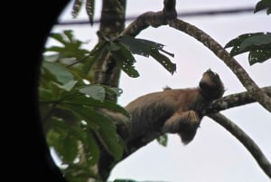 Costa Rica : Visite des paresseux au parc national Juan Castro Blanco
