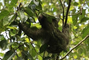 Costa Rica: Sloth Watching and Coffee, Chocolate, and Sugar…