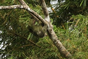 Costa Rica: Sloth Watching and Coffee, Chocolate, and Sugar…