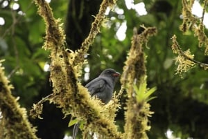 Costa Rica: Sloth Watching and Coffee, Chocolate, and Sugar…