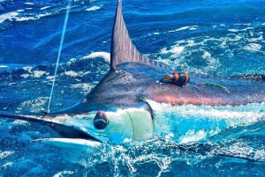 Costa Rica: Halbtägiges privates Sportfischen mit Guide